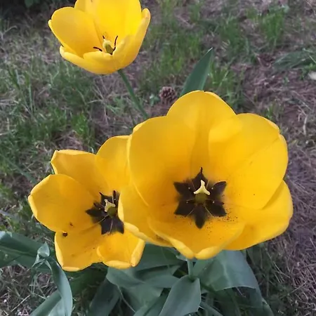 Aux Deux Cigognes 4*