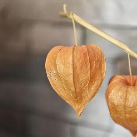 Aux Deux Cigognes Gries